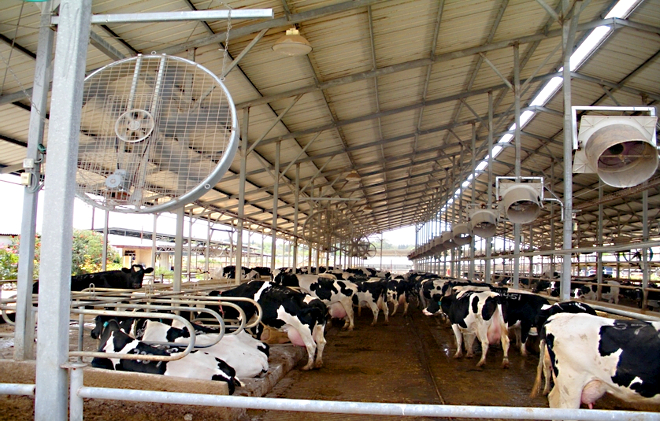 Cow Cool