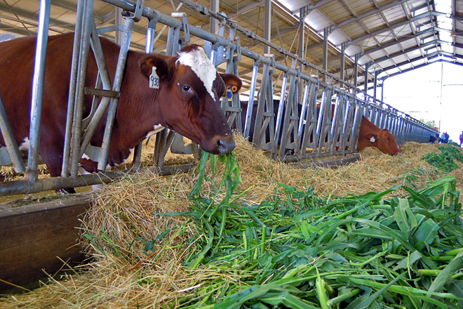 Na ración empregan, dependendo da época do ano, herba, sorgo ou millo en verde