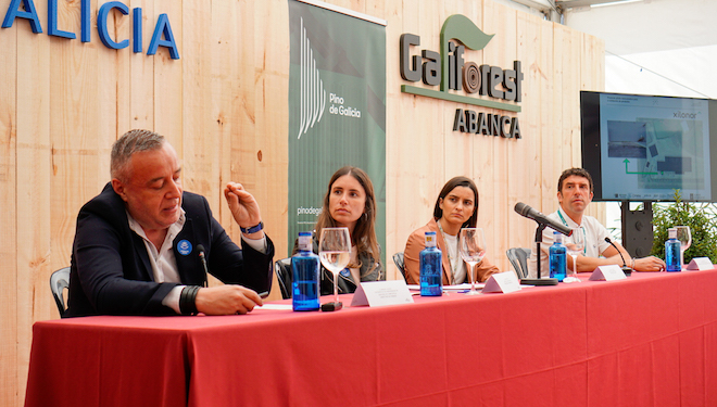 Pino de Galicia_Galiforest