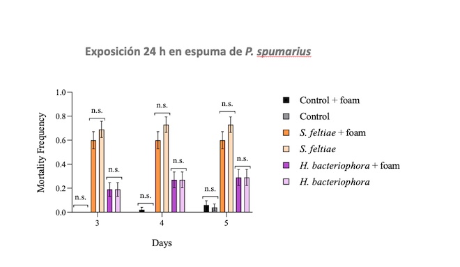 exposición 24 horas en espuma de P. spumarius