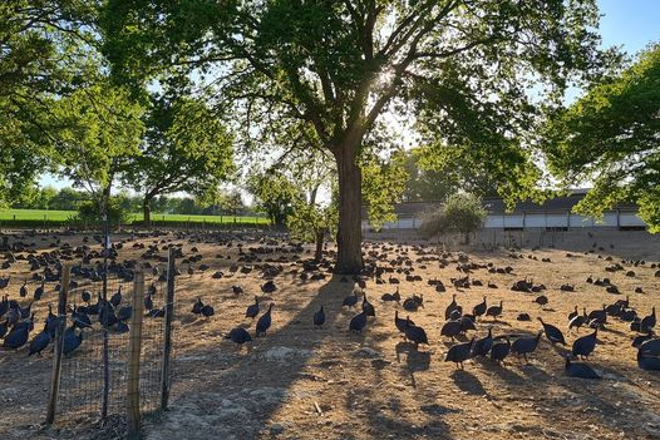 Gallinas de Guinea, conocidas como pintadas en Francia