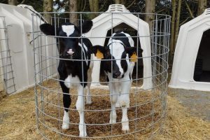 CHABOLA HOLSTEIN SC_