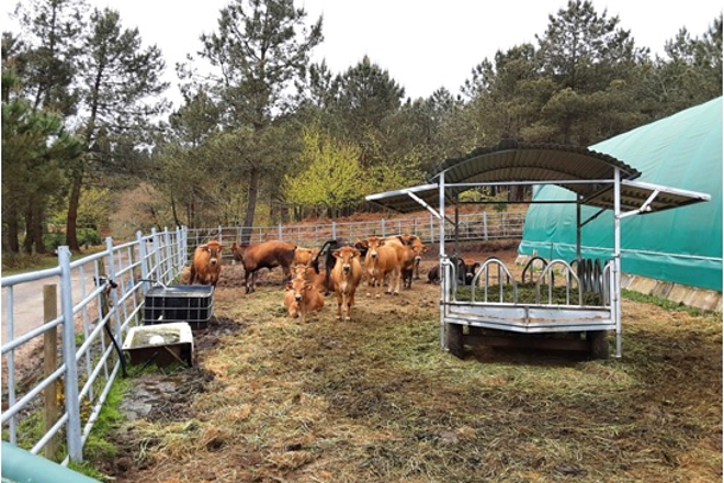 CMVMC Pinzás (Tomiño) cebadoiro tenreiros machos