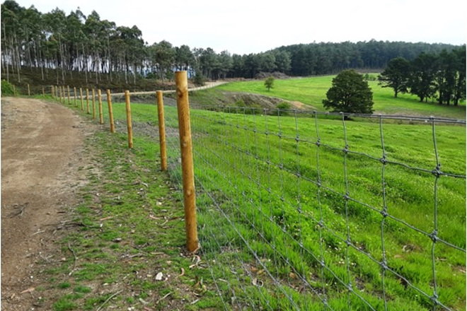 CMVMC Pinzás (Tomiño) pastos e peche