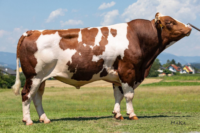 GENETIC AUSTTRIA 11 touro fleckvieh