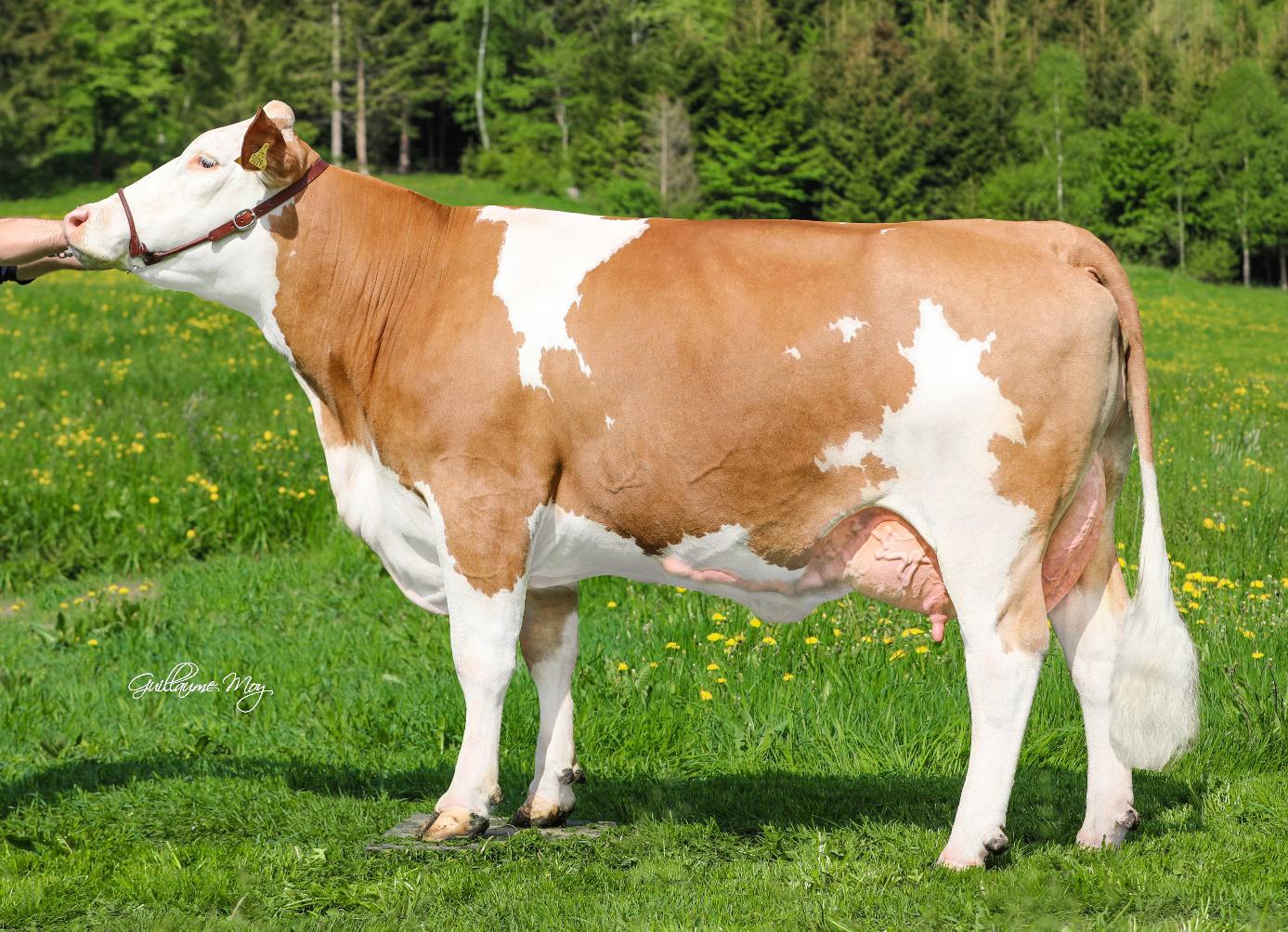 GENETIC AUSTTRIA 7
