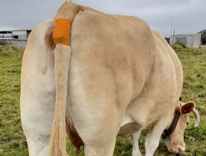 O detector colócase no rabo e envía unha alerta ao móbil no momento no que se vai producir o parto