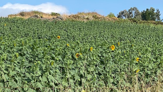 Xirasol_Afectado pola seca_Lalín