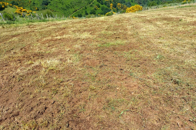Pradeira afectada pola presenza de 'arvícola terrestris' na montaña de Lugo