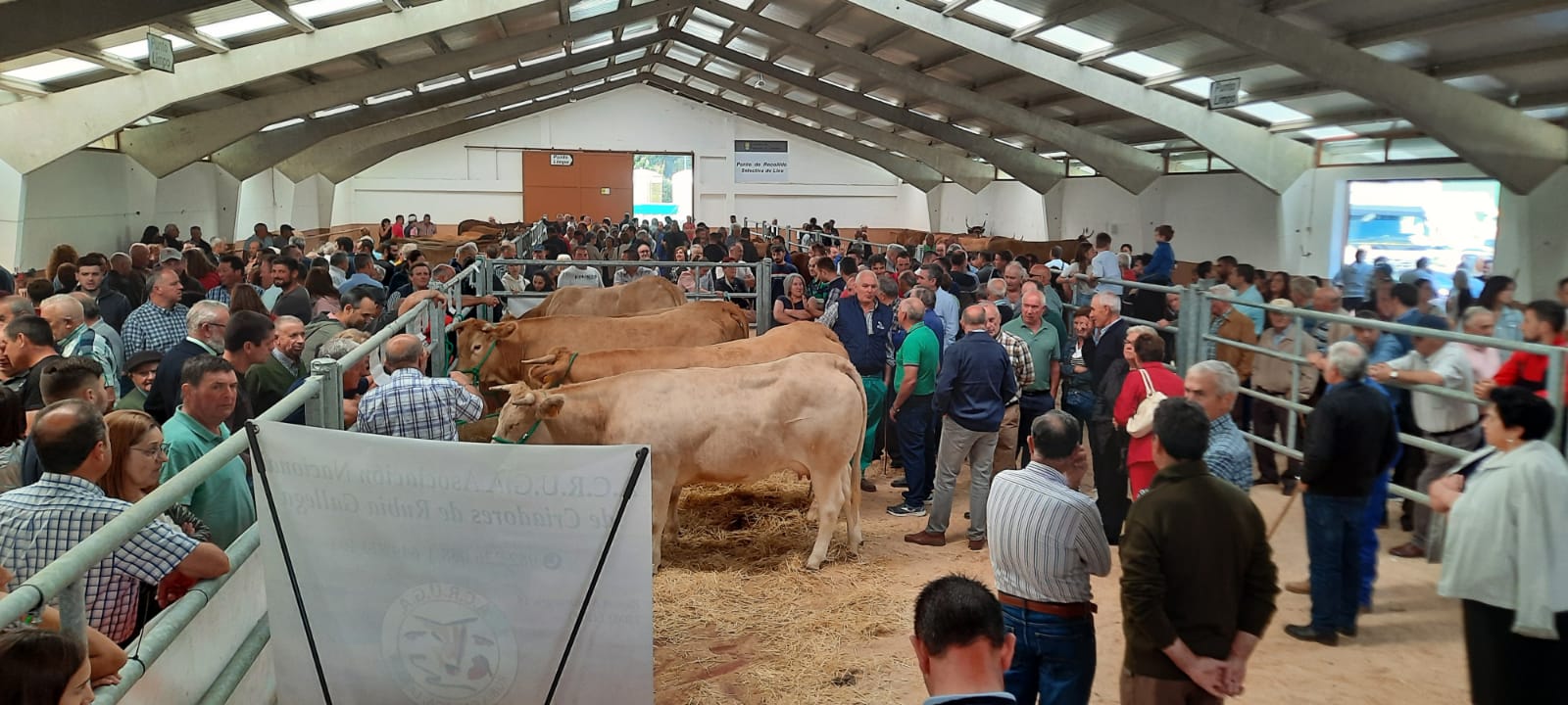 ACRUGA RUBIA GALEGA 18-09-22 subasta Pedrafita