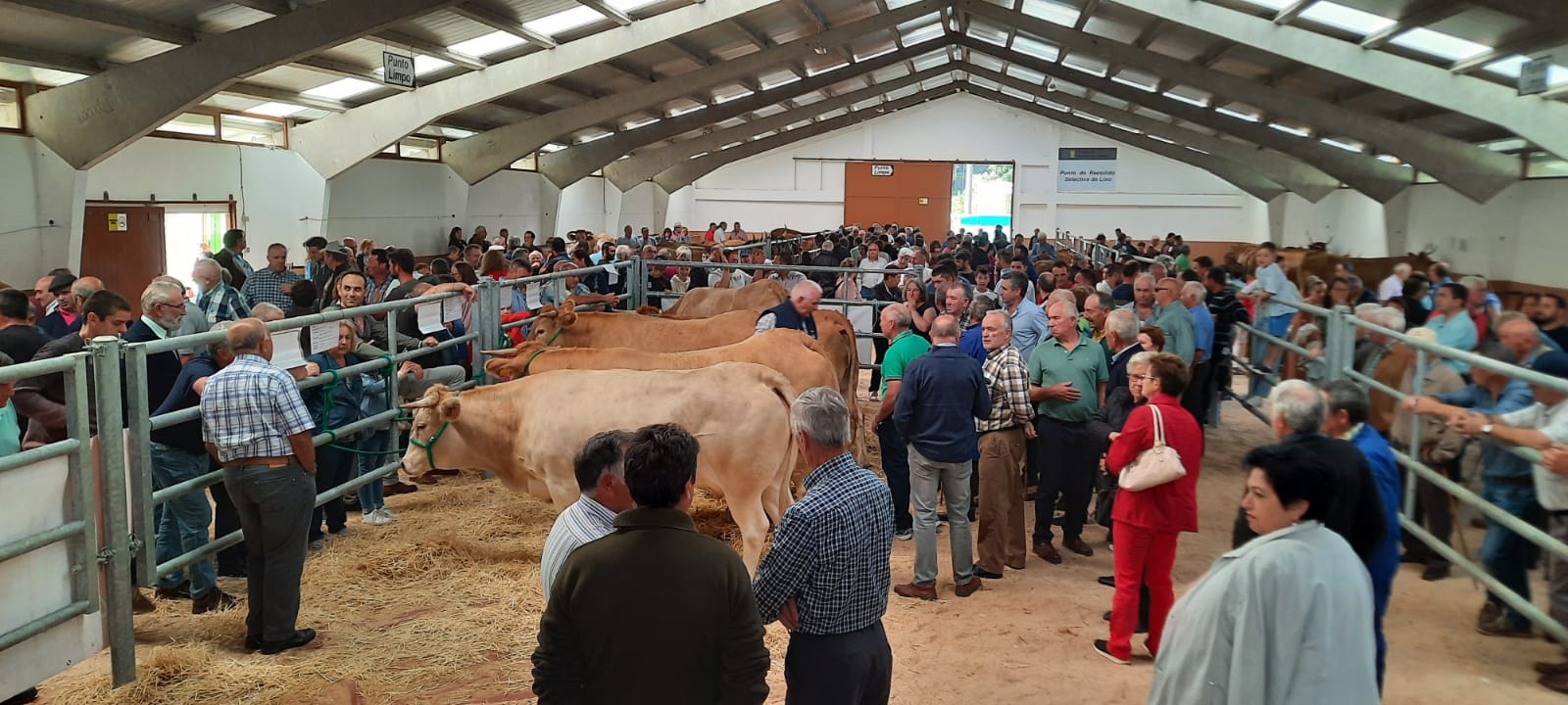ACRUGA RUBIA GALEGA 18-09-22 subasta Pedrafita1