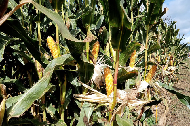 AIRA CAMPO DE ENSAIO POL 22 5