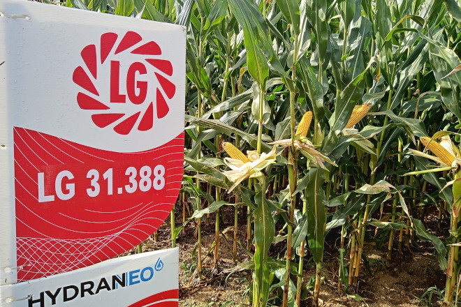 AIRA CAMPO DE ENSAIO POL 22 7