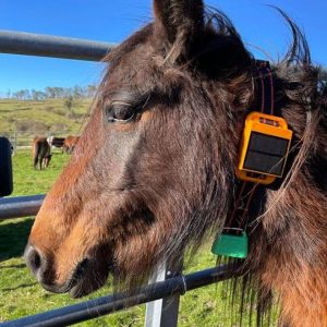 Colar GPS instalado nun poldro da comunidade de montes