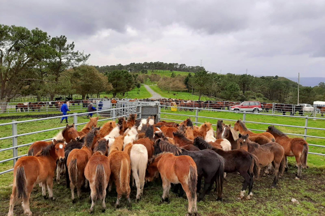 Cabalos no curro de Candaoso, no monte comunal de Boimente, antes da rapa