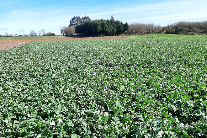 Cultivo nunha fase máis temperá. O momento crítico é a implantación e xerminación, ata acadar o estado fenolóxico de roseta