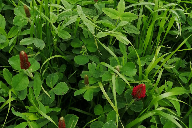 pradeira raigras e trevo