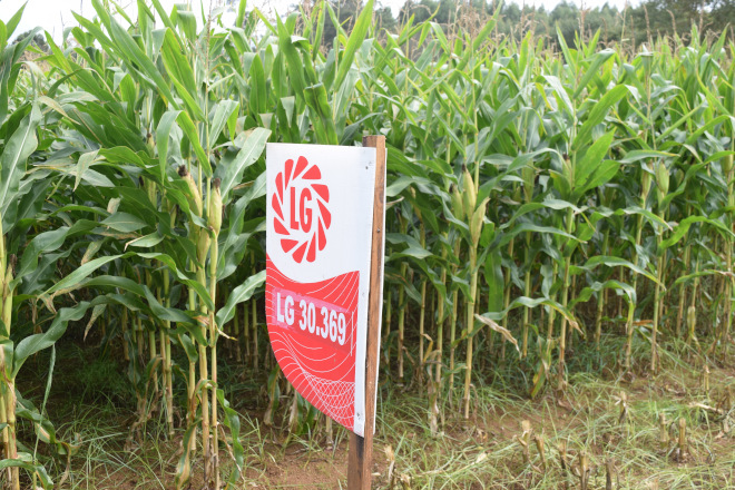 millo delagro campo ensaio Tordoia 22 LG 1