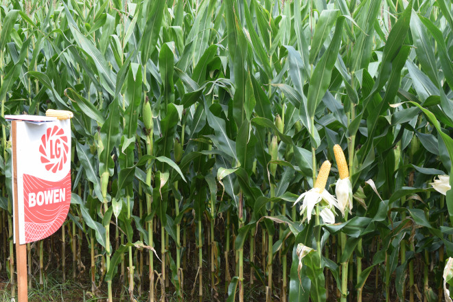 millo delagro campo ensaio Tordoia 22 LG 10