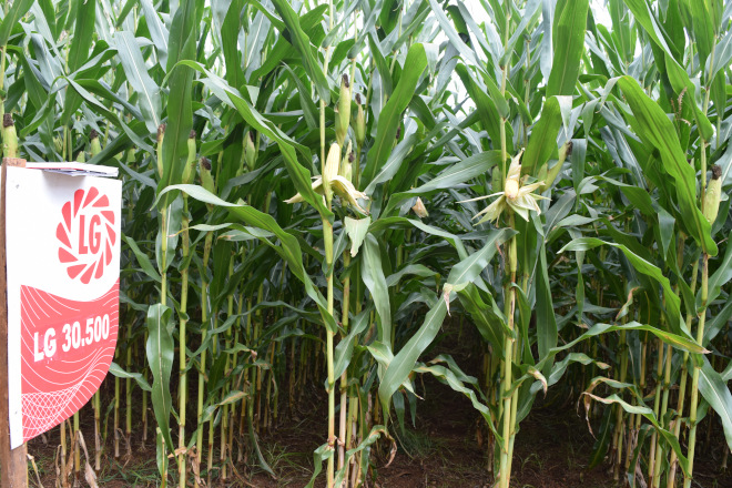 millo delagro campo ensaio Tordoia 22 LG 12
