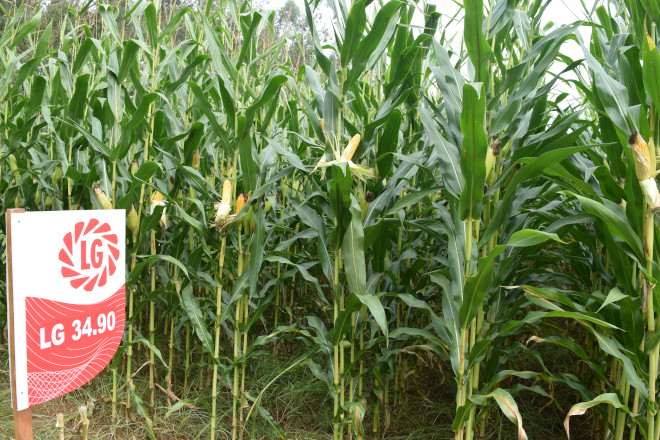 millo delagro campo ensaio Tordoia 22 LG 13