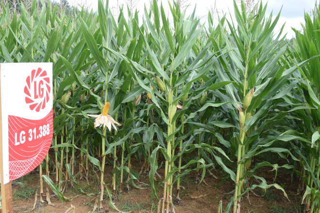 millo delagro campo ensaio Tordoia 22 LG 2
