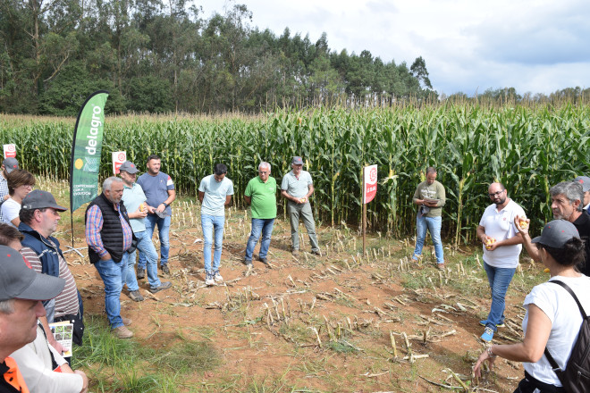 millo delagro campo ensaio Tordoia 22 LG 5