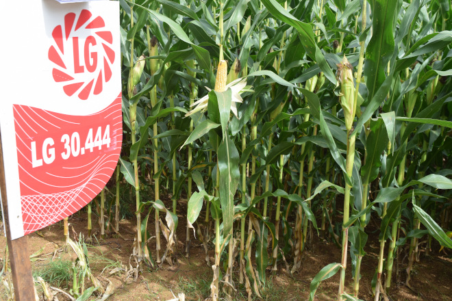 millo delagro campo ensaio Tordoia 22 LG 7