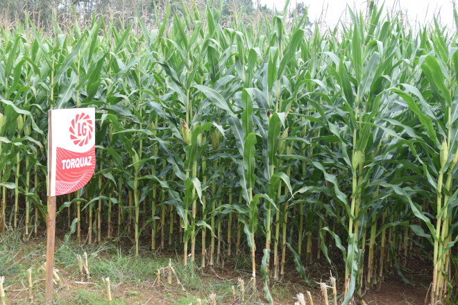 millo delagro campo ensaio Tordoia 22 LG 8