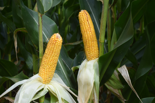 millo delagro campo ensaio Tordoia 22 LG 9