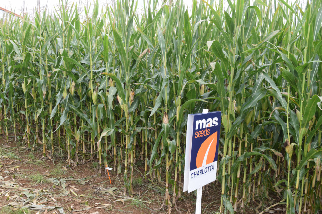 millo delagro campo ensaio Tordoia 22 MAS SEEDS 11