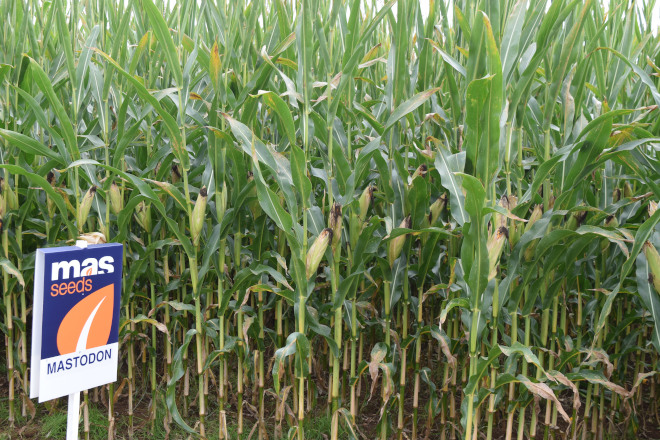 millo delagro campo ensaio Tordoia 22 MAS SEEDS 13