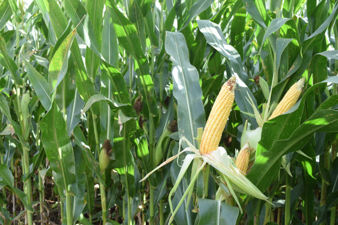 millo delagro campo ensaio Tordoia 22 MAS SEEDS 2
