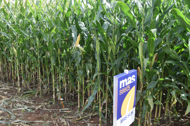 millo delagro campo ensaio Tordoia 22 MAS SEEDS 3