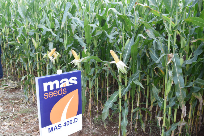 millo delagro campo ensaio Tordoia 22 MAS SEEDS 6