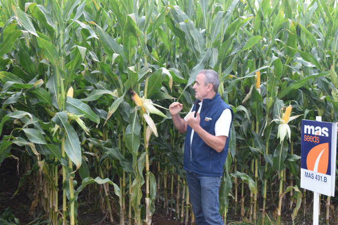 millo delagro campo ensaio Tordoia 22 MAS SEEDS 7
