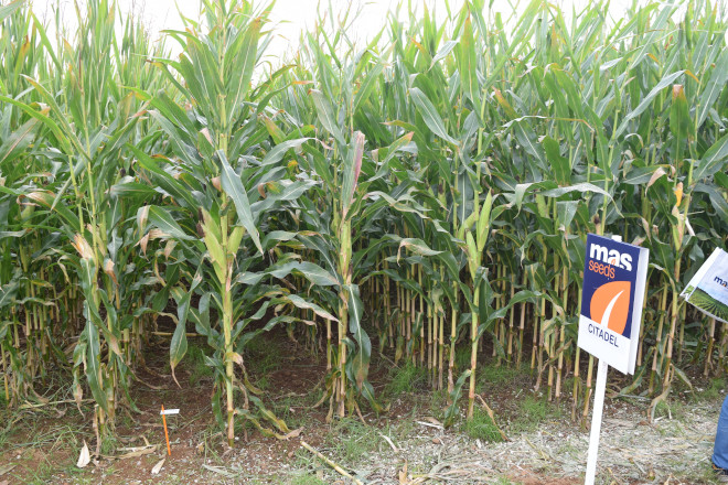 millo delagro campo ensaio Tordoia 22 MAS SEEDS 9
