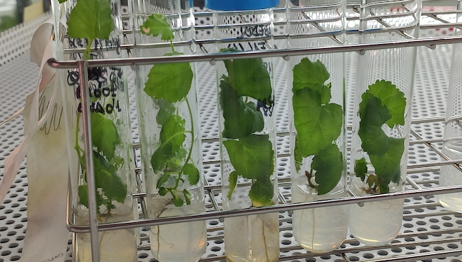 Primeiras mostras de bidueiro para a súa fecundación in vitro en Cultigar.
