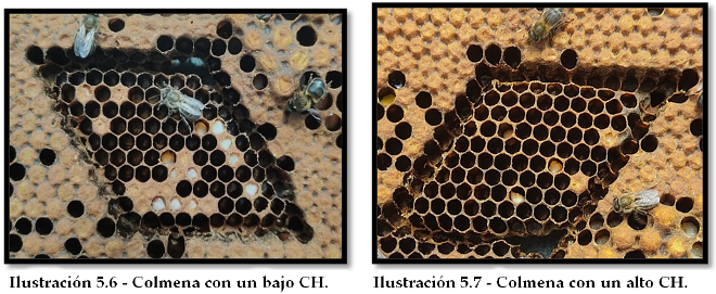 varroa02