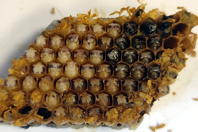Celdas de cría desoperculadas con pupas de edad adecuada