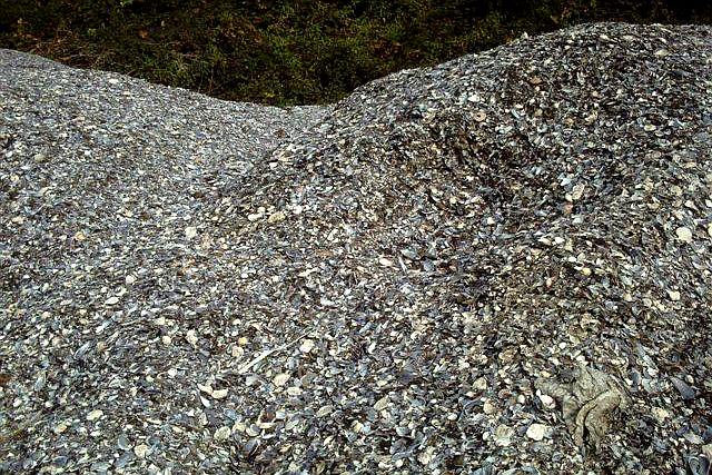 Vertedoiro de cunchas de mexillón (www.iPacuicultura.com)