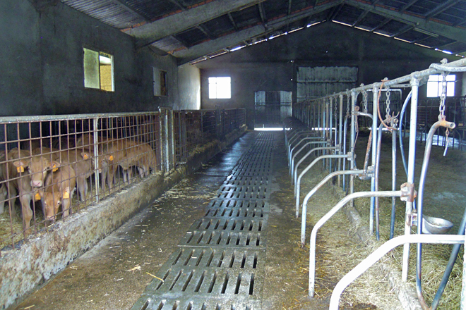 Adaptaron o antigo establo de leite para gando de carne