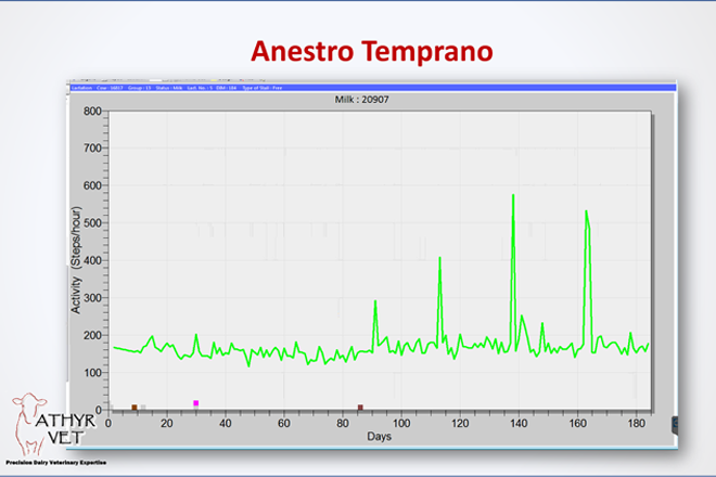 Ejemplo de un anestro temprano. Fuente: Aurora Villarroel
