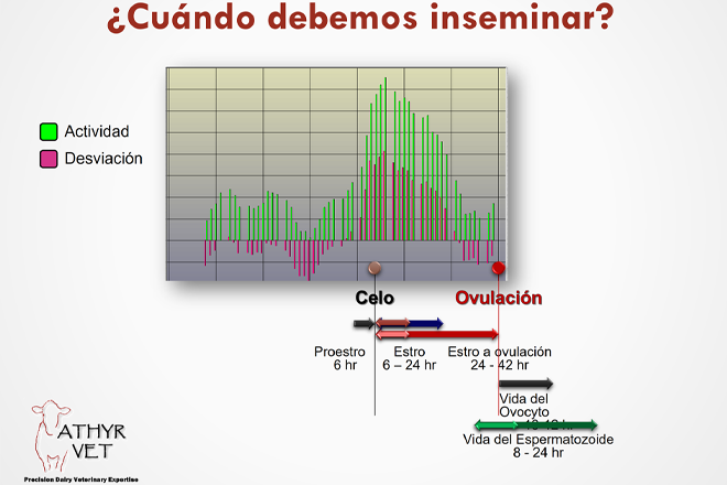 ¿Cuándo debemos inseminar? Fuente: Aurora Villarroel
