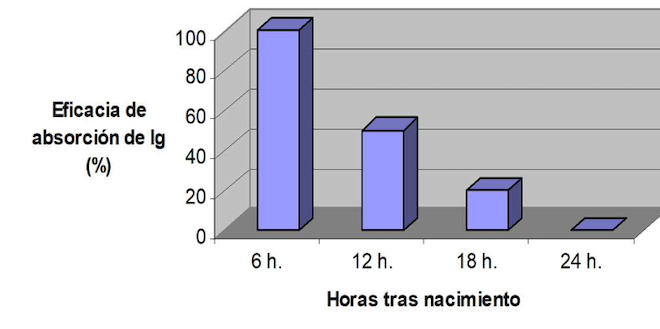 Capacidade de absorción por parte do tenreiro dos anticorpos do calostro en función do tempo transcorrido.