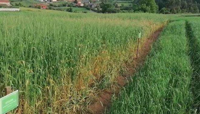 Diferencias entre parcelas en las que se ha realizado un monocultivo de trigo y en las que se ha rotado con altramuz, ofreciendo mejores resultados al tercer año la rotación.