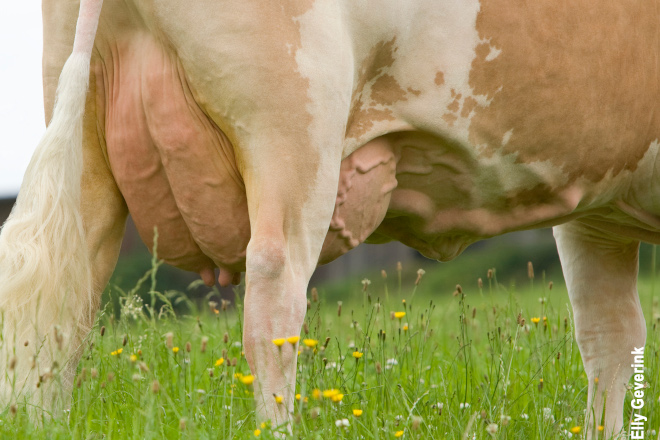 Foto: geneticAUSTRIA GmbH