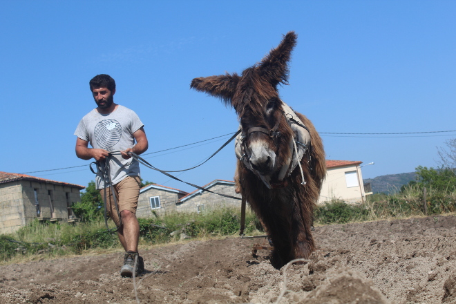 João Rodrigues, veterinario e presidente da Associação Portuguesa de Tracção Animal (Aptran), traballando cun burro