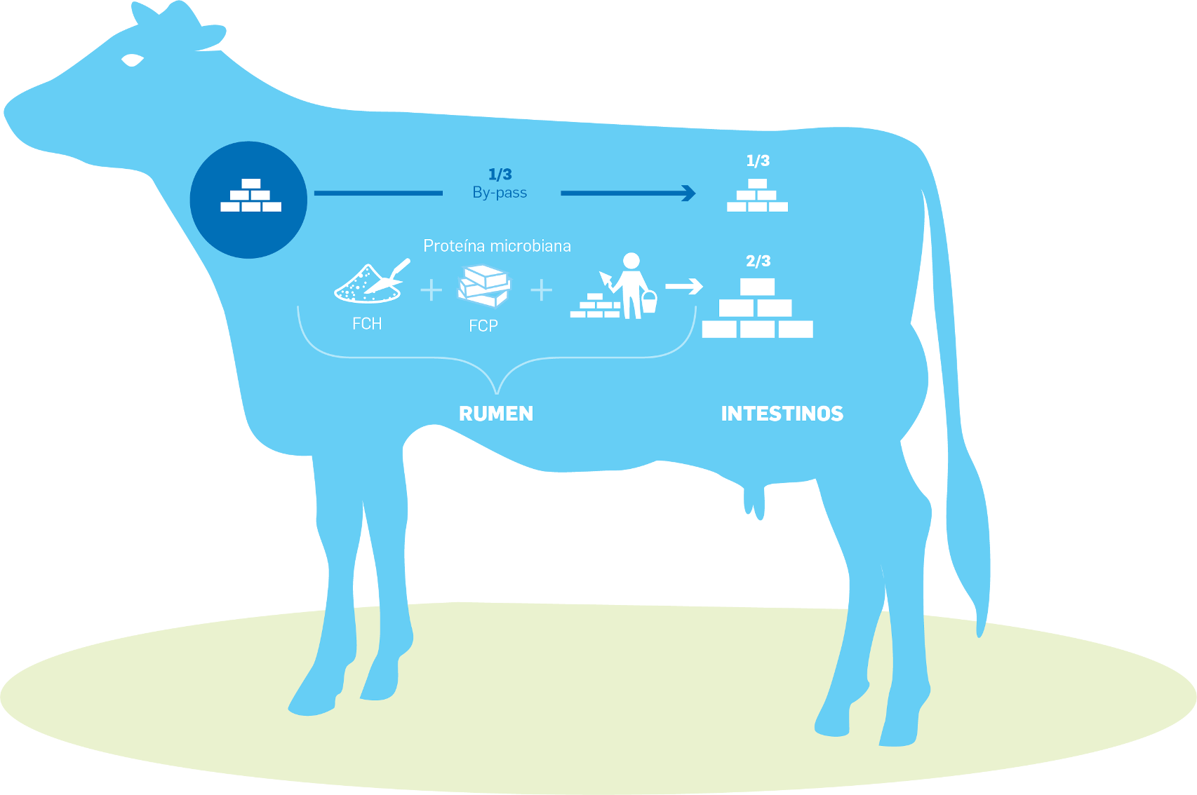 Natural_Power_rumen grafico vaca-01