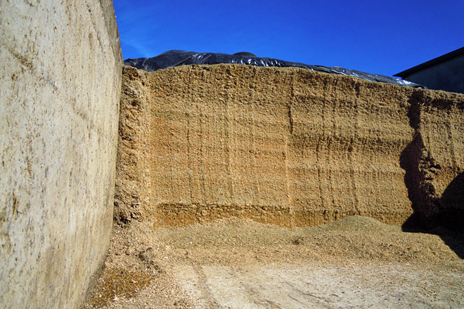 O millo ensílano en trincheira e a herba en rolos para facilitar a súa mellor conservación